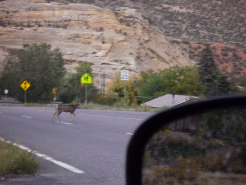 zzi) Watch Out! A Deer Crossing the Road (nearby Morrison).JPG