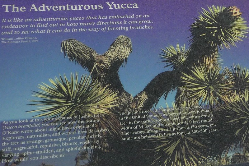zzs) JoshuaTree is a Common Name for Yucca Brevifolia (a Giant Member of the Lily Family).JPG