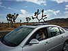 zzu) The Biggest Known JoshuaTree in the Park is some 42 Feet Tall.JPG