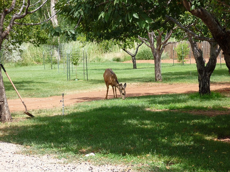 c) Castle Valley Inn Has A Wildlife Sanctuary of Sorts (Inclusive Human Visitors aka Guests ;-).JPG