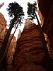 zzm) Wall Street (Two Douglas Firs) At the End Of Narrow Gorge (Navajo Trail).JPG