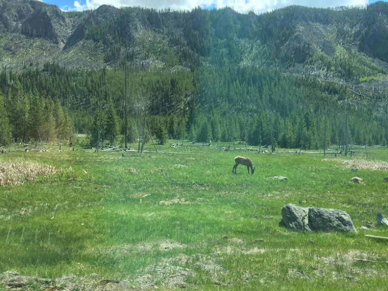 p) Saturday 4 June 2016 - Scenery Between West Entrance and Madison, Yellowstone National Park