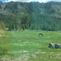 p) Saturday 4 June 2016 - Scenery Between West Entrance and Madison, Yellowstone National Park