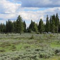zk) Sat 4 Jun 2016 - Bisons! Snapshot Between Gibbon Fallls and North Entrance (Yellowstone National Park)
