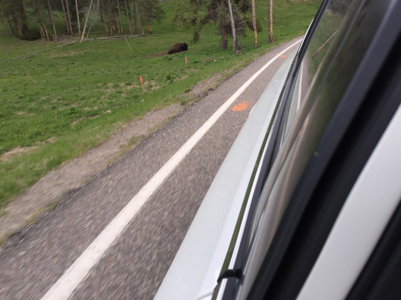 zzzze) That Bison (Buffalo) Looked Straight Into Our Eyes !!! (Turn Of Road)