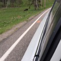 zzzze) That Bison (Buffalo) Looked Straight Into Our Eyes !!! (Turn Of Road)