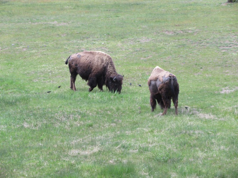 zc) Bisons Zoomed In