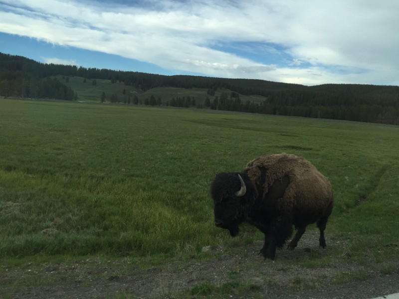 zzzzm) Grand Loop Road, Bison Minding It's Own Business