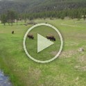 zd) (MOVIE)Bison Having A Pee