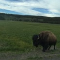 zzzzm) Grand Loop Road, Bison Minding It's Own Business