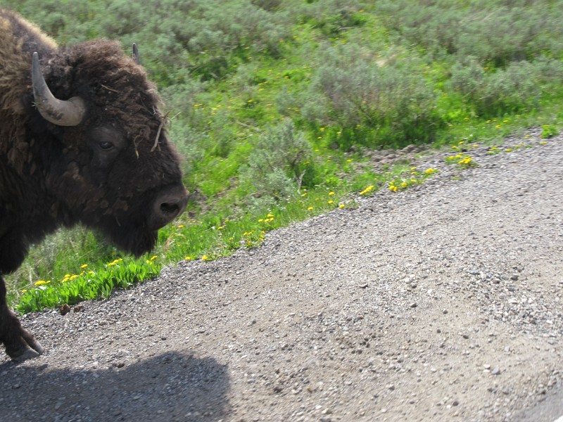 zzr) Bison Literally Crossing The Road The Moment We're Passing By Him