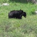 f) Bear Sighting!! (Somewhere Between Mammoth Hot Springs and Tower-Roosevelt)
