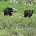 g) Bear Sighting!! (Somewhere Between Mammoth Hot Springs and Tower-Roosevelt)