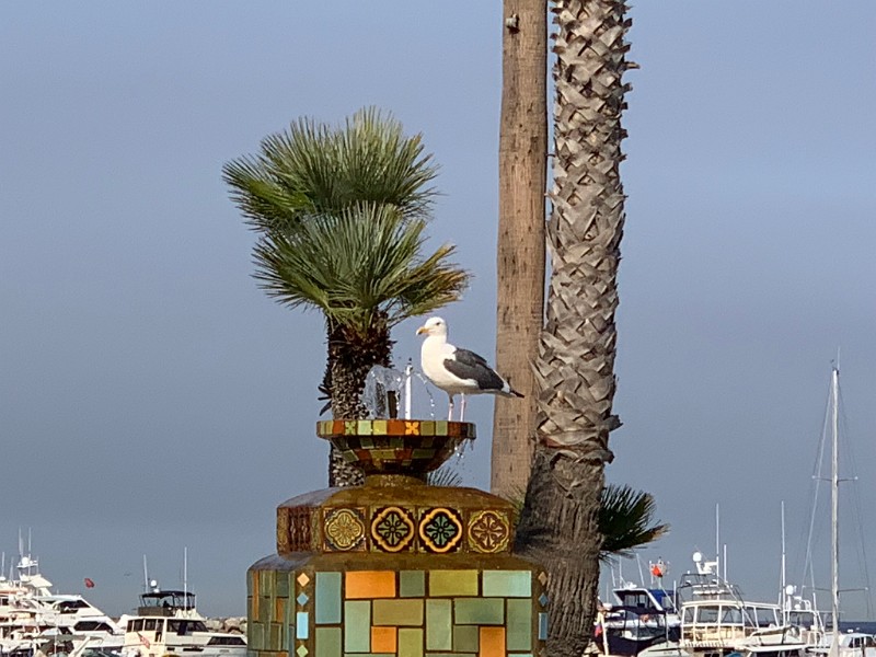 zzzzzzd) Saturday 10 November 2018 - Seagull Catalina Island (Relatively WellBehaved On This Island Compared To Anywhere Else)