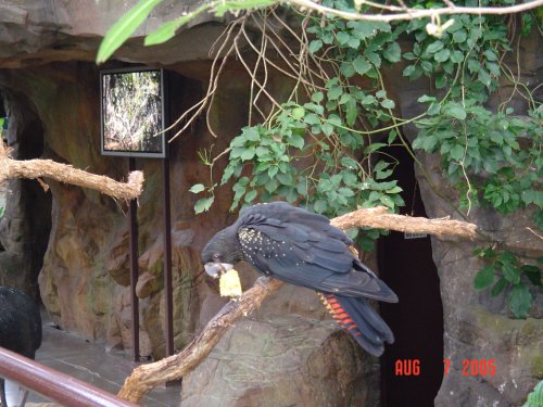 y) Parrot Or Common Koel.jpg