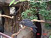 y) Parrot Or Common Koel.jpg