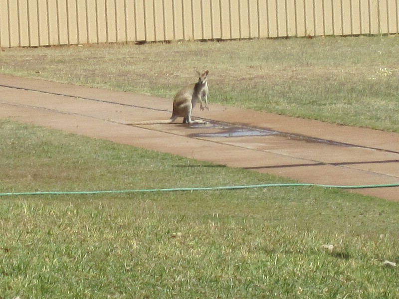 i) Cloncurry, Sunday 2 October 2011 ~ Sighting A Kangaroo (Or Wallaby) !!.JPG