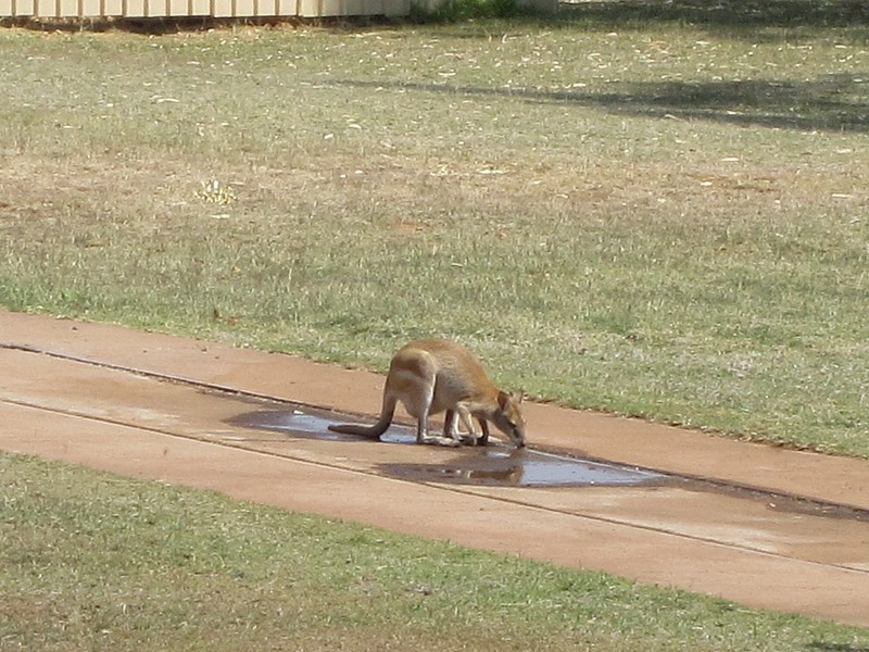 n) Cloncurry, Sunday 2 October 2011 ~ Sighting A Wallaby (or Kangaroo) At The Outdoor Museum, Mary Kathleen Memorial Park.JPG