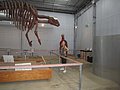 zzzg) Hughenden, Wednesday 5 October 2011 ~ Hughie, The Life Size Muttaburrrasaurus Skeletal Replica (Flinders Discovery Centre).JPG