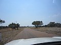 d) Kennedy Development Road, Thursday 6 October 2011 ~ On Our Way to Porcupine Gorge National Park.JPG