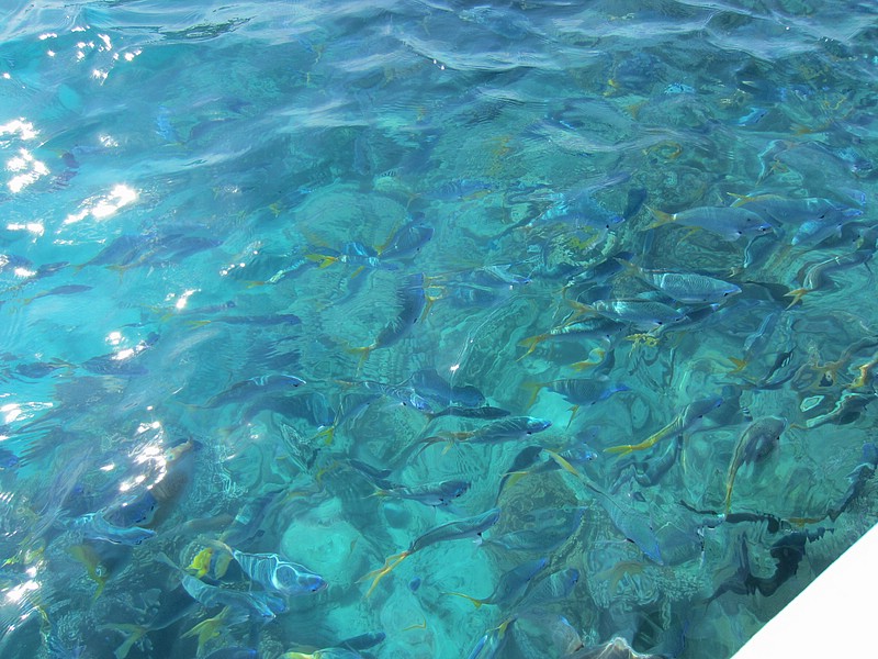 zzg) Green Island (Coral Sea), Thursday 13 October 2011 ~ 30 Min Glass Bottom Boat Tour.JPG