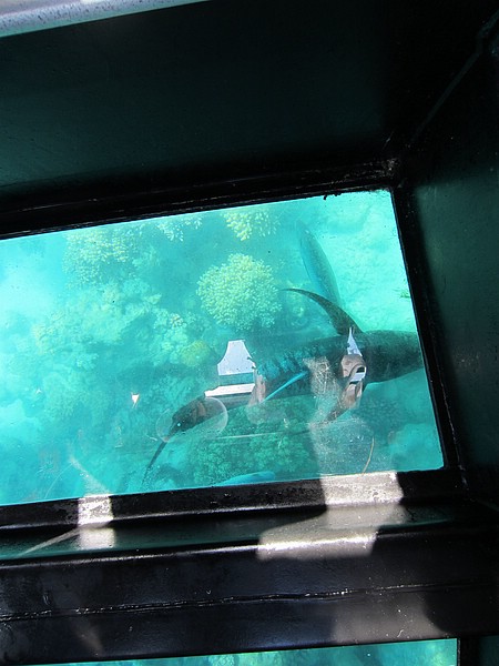 zzh) Green Island (Coral Sea), Thursday 13 October 2011 ~ 30 Min Glass Bottom Boat Tour.JPG
