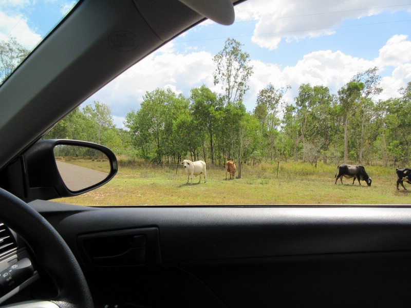 l) Wednesday 19 August 2015 ~ Drive From Ingham To Wallaman Falls.JPG