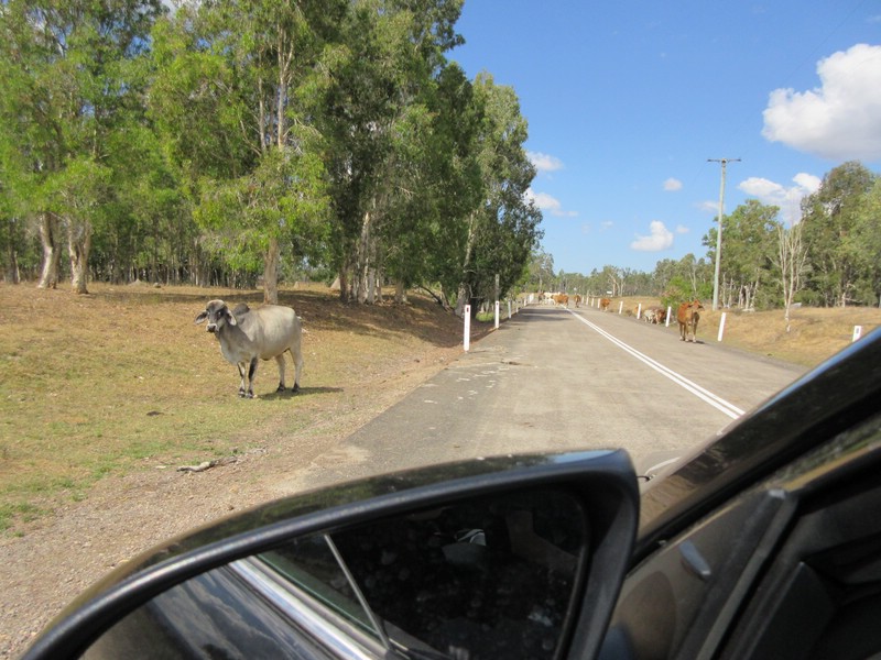 zze) Wednesday 19 August 2015 ~ Drive From Wallaman Falls, Back to Ingham.JPG