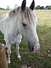 zi) Sully (Wales-UK), SaturdayAfternoon 10 July 2010 ~ A NIce Horse Who We Met Along the Path.JPG