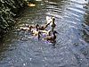 i) Ducks Enjoying The Ditch(Canal)-On Edge Of Garden.JPG
