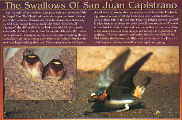 p) Swallows.jpg