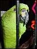 zl) Talking Parrot.jpg