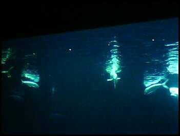 za) Sharks+Other Open Ocean Animals (Cell-Phone Pic).jpg