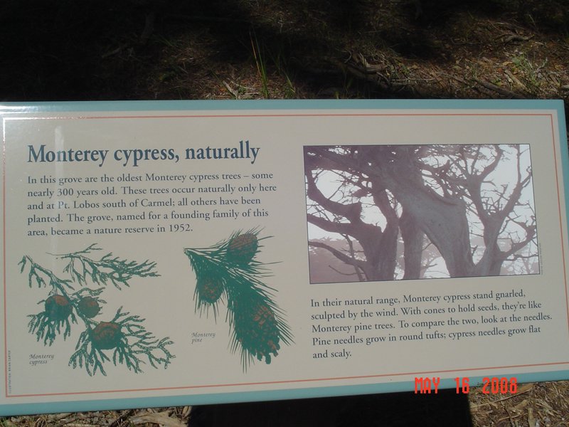 zzh) Granddaddy of all Monterey Cypress Located here.JPG