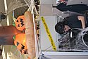 zi) October 2012, Halloween at Shimano.jpg