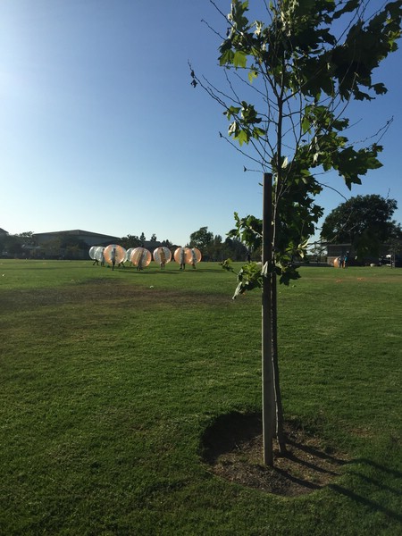 u3) June 2015 - MikeWard Community Park, Woodbridge - Irvine.jpg