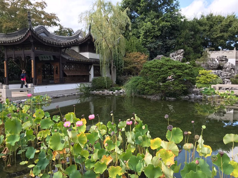 zd) Thursday 23 August 2018 - Lan Su Chinese Garden, Portland (Oregon)