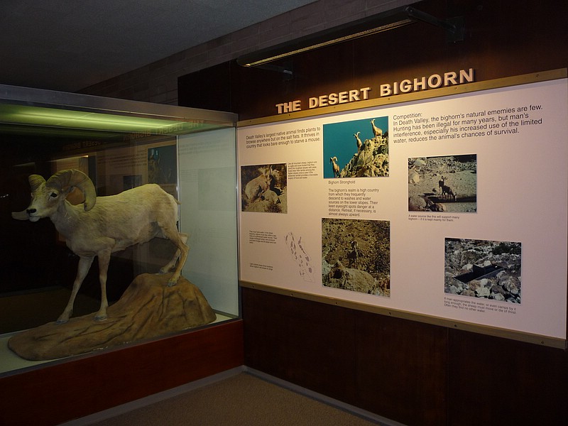 d) Small Herds Of The Bighorn Are Found at Cooler, Higher Elevations But Occasionally Can Be Seen On The Valley Floor.JPG