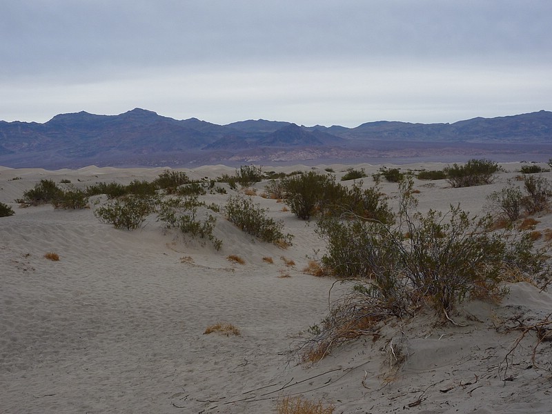 zzl) Mesquite Trees Have Created Large Hammocks That Provide Stable Habitats For Wildlife.JPG