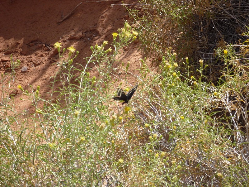 zr) And Thats the Geologic Story of Arches National Park - Probably ... (Evidence is Largely Circumstancial).JPG