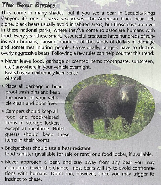 zb) Nowadays The American Black Bear Has Been Behaving Quite Naughty ....jpg