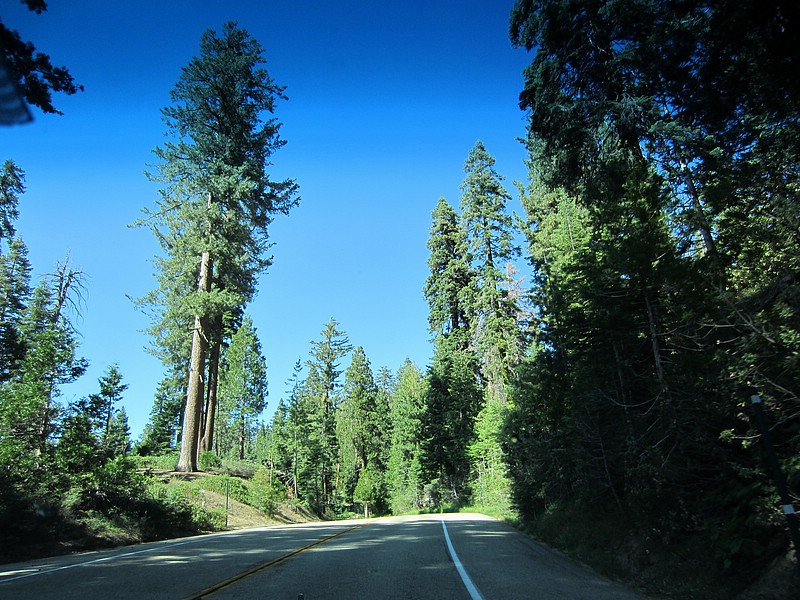 zi) Friday 20 July 2012 ~ Suppose That's A Redwood a.k.a. Sequoia Sempervirens (On the Left).JPG