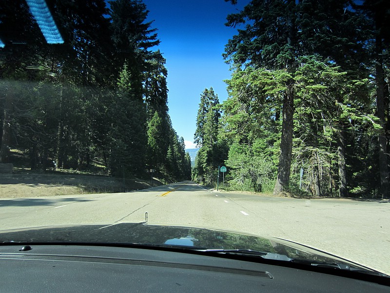 zj) Friday 20 July 2012 ~ And On The Right That Must Be A Sequoiadendron Giganteum.JPG