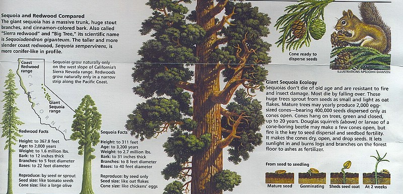 zk) Sequoias Don't Die Of Old Age And Are Resistant To Fire+Insect Damage.jpg