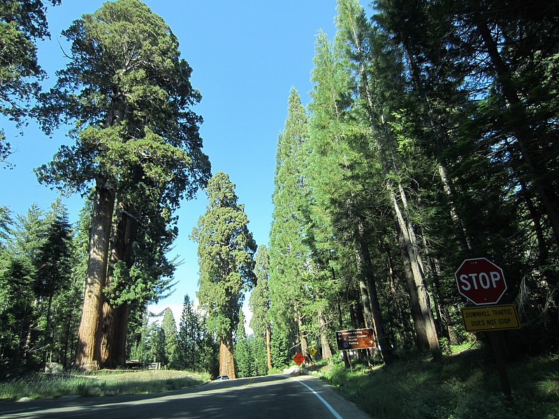 zr) Saturday 21 July 2012 ~ Approaching Gaint Forest Museum, Sequioa National Park (Route 198).JPG