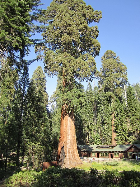 zu) Saturday 21 July 2012 ~ The General Sherman, A Giant Sequoia (Gaint Forest Museum, Sequioa National Park).JPG