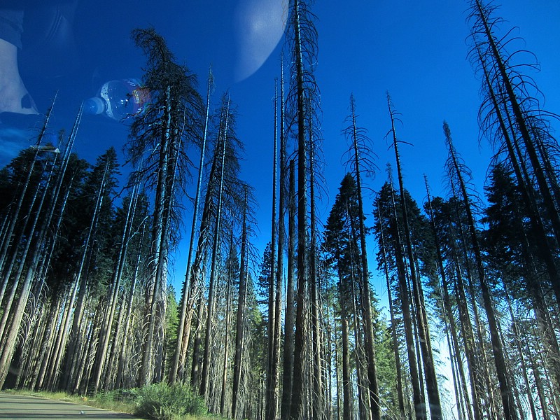 zzi) Saturday 21 July 2012 ~ Giant Forest Sequoia Grove (Sequioa National Park, Moro Rock-Crescent Meadow Road).JPG