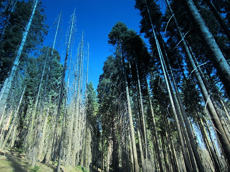 zzj) Saturday 21 July 2012 ~ Giant Forest Sequoia Grove (Sequioa National Park, Moro Rock-Crescent Meadow Road).JPG