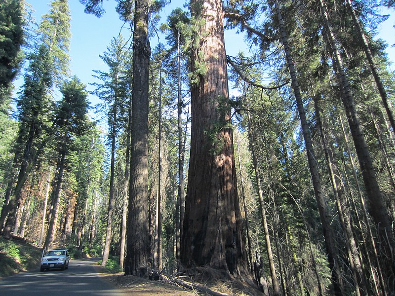 zzk) Saturday 21 July 2012 ~ Giant Forest Sequoia Grove (Sequioa National Park, Moro Rock-Crescent Meadow Road).JPG