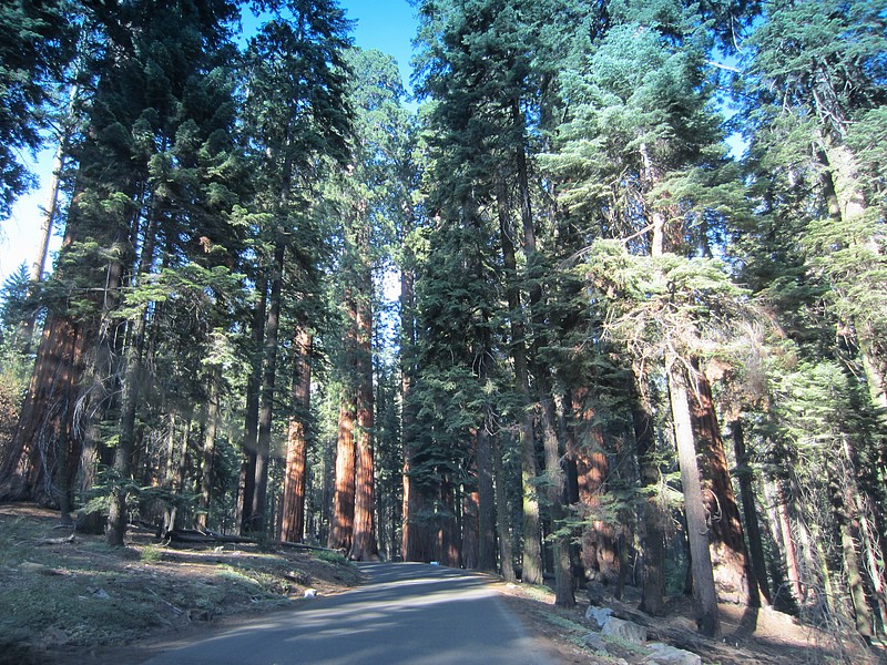 zzn) Saturday 21 July 2012 ~ Giant Forest Sequoia Grove (Sequioa National Park, Moro Rock-Crescent Meadow Road).JPG